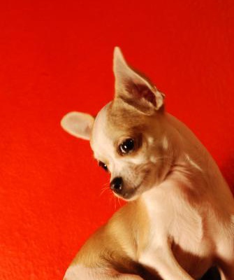 mel Erkek Chihuahua