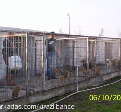 barınaktakigüze Dişi Rottweiler