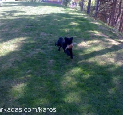 karoş Erkek Norfolk Terrier