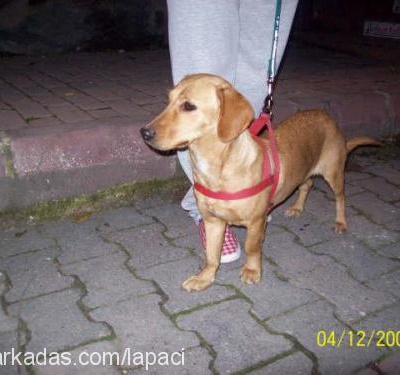 asil Erkek Amerikan Staffordshire Terrier
