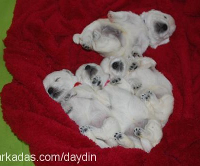 dolly Dişi West Highland White Terrier