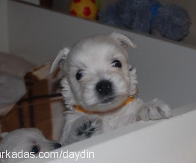 dolly Dişi West Highland White Terrier