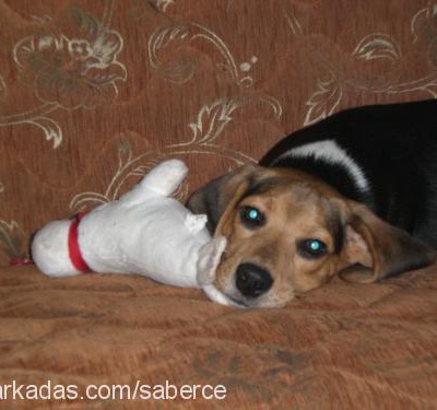 badem Erkek Beagle