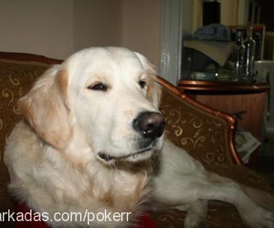 poker Erkek Golden Retriever