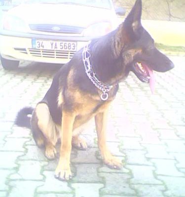 daisy Dişi Alman Çoban Köpeği