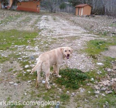badi Erkek Labrador Retriever