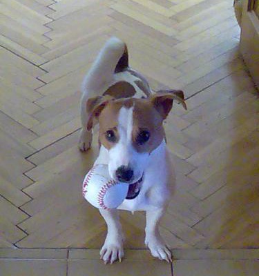 jacksparrow Erkek Jack Russell Terrier