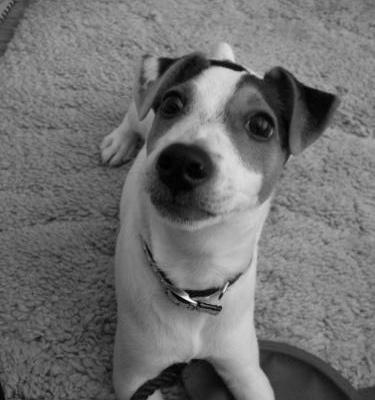 bono Erkek Jack Russell Terrier