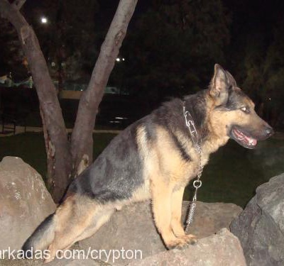rex Erkek Alman Çoban Köpeği