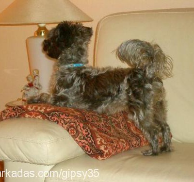 gipsy Dişi Yorkshire Terrier