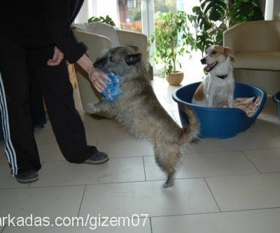 terri Dişi Cairn Terrier