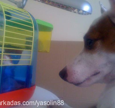 genius Erkek Jack Russell Terrier
