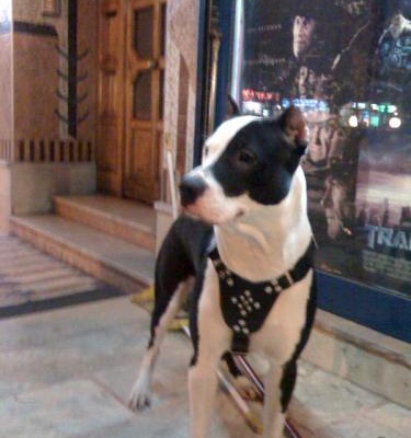 paşa Erkek Amerikan Pitbull Terrier