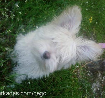 gÖlge Dişi West Highland White Terrier