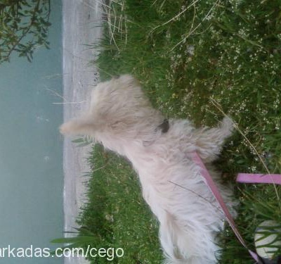 gÖlge Dişi West Highland White Terrier