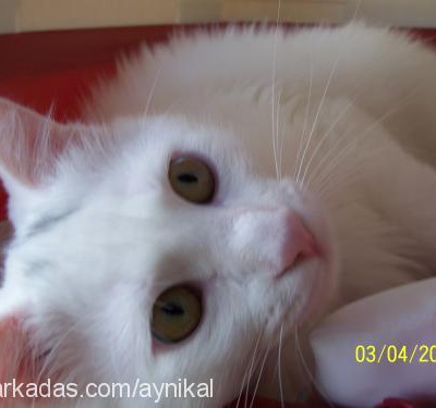 sakız Erkek Ankara Kedisi (Angora)