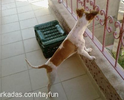 tarçın Dişi Jack Russell Terrier