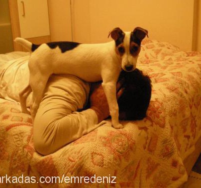 bono Erkek Jack Russell Terrier