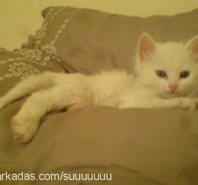 tırmık Erkek Ankara Kedisi (Angora)