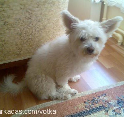 votka Erkek West Highland White Terrier