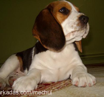 dianakirke Dişi Beagle