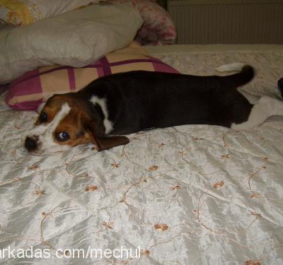 dianakirke Dişi Beagle