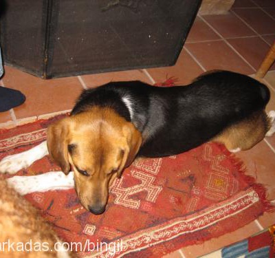 bıngıl Erkek Beagle