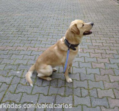 carlos Erkek Labrador Retriever