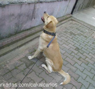 carlos Erkek Labrador Retriever