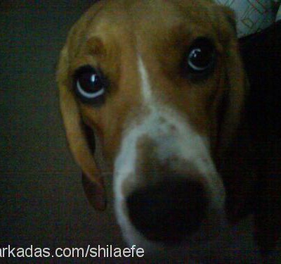 shila Dişi Beagle