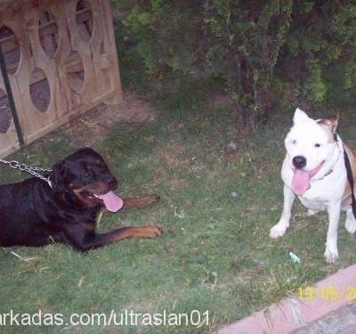 arwen Dişi Amerikan Pitbull Terrier