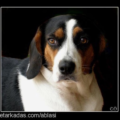 incir Dişi Beagle
