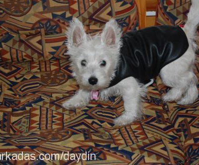 betty Dişi West Highland White Terrier