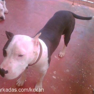 tayra Dişi Amerikan Pitbull Terrier