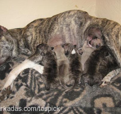 yavrular Dişi Amerikan Pitbull Terrier