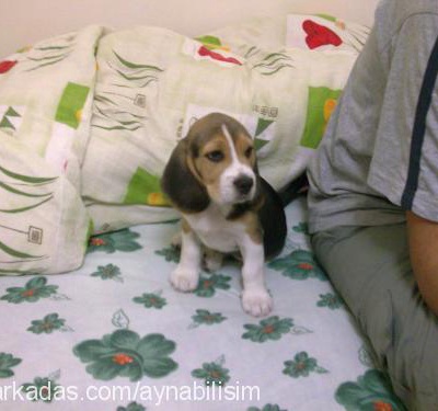 rodi Erkek Beagle