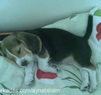 rodi Erkek Beagle