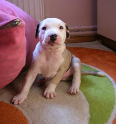 nazo Dişi Amerikan Pitbull Terrier