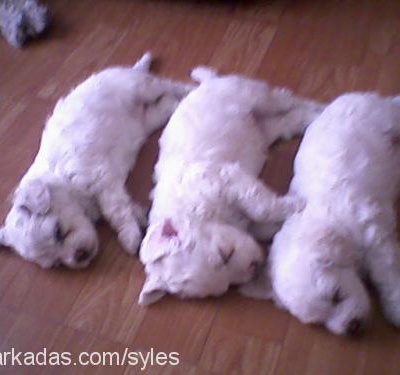 ÜçÜzler Dişi West Highland White Terrier