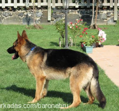 baron Erkek Alman Çoban Köpeği