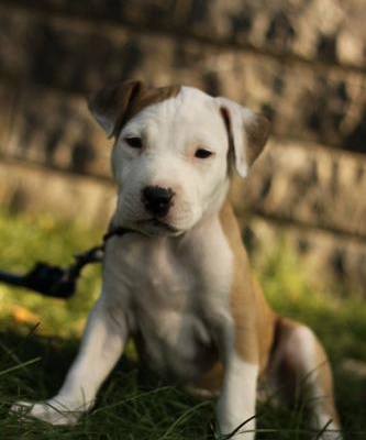 nazo Dişi Amerikan Pitbull Terrier