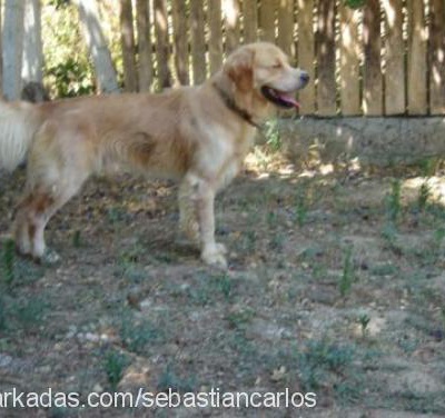 carlos Erkek Beagle