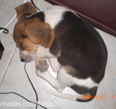 küçükkaramel Dişi Beagle