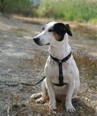 bonnie Dişi Jack Russell Terrier