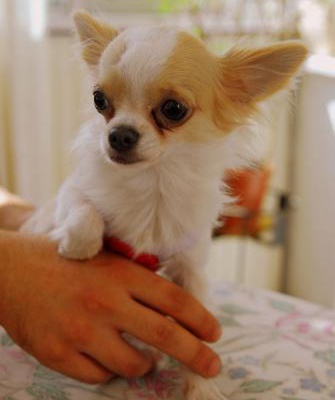 amigo Erkek Chihuahua