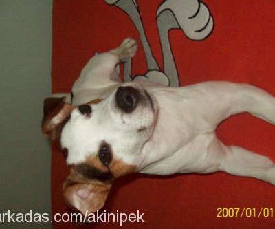 jacky Erkek Jack Russell Terrier