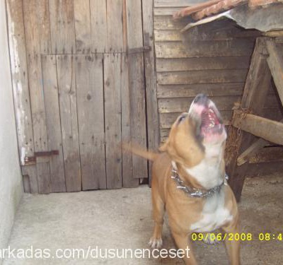 conda Erkek Amerikan Pitbull Terrier