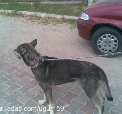 wolf Erkek Sibirya Kurdu (Husky)