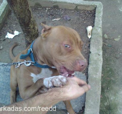 red Dişi Amerikan Pitbull Terrier