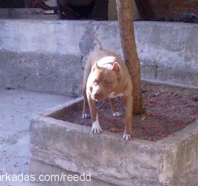 red Dişi Amerikan Pitbull Terrier